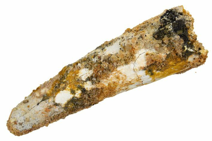 Bargain, Fossil Spinosaurus Tooth - Real Dinosaur Tooth #326221